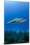 Caribbean Reef Shark, Jardines De La Reina National Park, Cuba-Pete Oxford-Mounted Premium Photographic Print