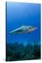 Caribbean Reef Shark, Jardines De La Reina National Park, Cuba-Pete Oxford-Stretched Canvas