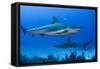 Caribbean Reef Shark, Jardines De La Reina National Park, Cuba-Pete Oxford-Framed Stretched Canvas