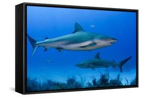 Caribbean Reef Shark, Jardines De La Reina National Park, Cuba-Pete Oxford-Framed Stretched Canvas