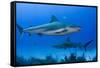 Caribbean Reef Shark, Jardines De La Reina National Park, Cuba-Pete Oxford-Framed Stretched Canvas