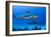 Caribbean Reef Shark, Jardines De La Reina National Park, Cuba-Pete Oxford-Framed Photographic Print