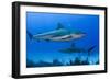 Caribbean Reef Shark, Jardines De La Reina National Park, Cuba-Pete Oxford-Framed Photographic Print