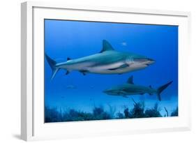 Caribbean Reef Shark, Jardines De La Reina National Park, Cuba-Pete Oxford-Framed Photographic Print