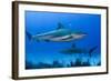 Caribbean Reef Shark, Jardines De La Reina National Park, Cuba-Pete Oxford-Framed Photographic Print