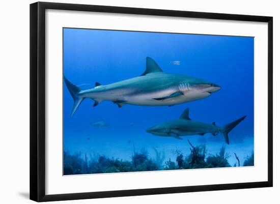 Caribbean Reef Shark, Jardines De La Reina National Park, Cuba-Pete Oxford-Framed Photographic Print