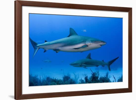 Caribbean Reef Shark, Jardines De La Reina National Park, Cuba-Pete Oxford-Framed Photographic Print