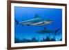 Caribbean Reef Shark, Jardines De La Reina National Park, Cuba-Pete Oxford-Framed Photographic Print