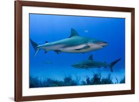 Caribbean Reef Shark, Jardines De La Reina National Park, Cuba-Pete Oxford-Framed Photographic Print