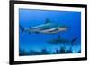 Caribbean Reef Shark, Jardines De La Reina National Park, Cuba-Pete Oxford-Framed Photographic Print