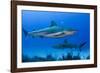 Caribbean Reef Shark, Jardines De La Reina National Park, Cuba-Pete Oxford-Framed Photographic Print