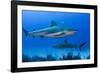 Caribbean Reef Shark, Jardines De La Reina National Park, Cuba-Pete Oxford-Framed Photographic Print