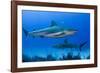 Caribbean Reef Shark, Jardines De La Reina National Park, Cuba-Pete Oxford-Framed Photographic Print