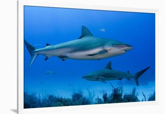 Caribbean Reef Shark, Jardines De La Reina National Park, Cuba-Pete Oxford-Framed Photographic Print