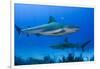 Caribbean Reef Shark, Jardines De La Reina National Park, Cuba-Pete Oxford-Framed Photographic Print