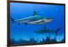 Caribbean Reef Shark, Jardines De La Reina National Park, Cuba-Pete Oxford-Framed Photographic Print