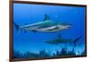 Caribbean Reef Shark, Jardines De La Reina National Park, Cuba-Pete Oxford-Framed Photographic Print