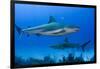 Caribbean Reef Shark, Jardines De La Reina National Park, Cuba-Pete Oxford-Framed Photographic Print