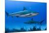 Caribbean Reef Shark, Jardines De La Reina National Park, Cuba-Pete Oxford-Mounted Premium Photographic Print