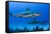 Caribbean Reef Shark, Jardines De La Reina National Park, Cuba-Pete Oxford-Framed Stretched Canvas