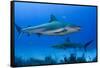 Caribbean Reef Shark, Jardines De La Reina National Park, Cuba-Pete Oxford-Framed Stretched Canvas