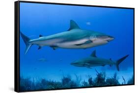 Caribbean Reef Shark, Jardines De La Reina National Park, Cuba-Pete Oxford-Framed Stretched Canvas