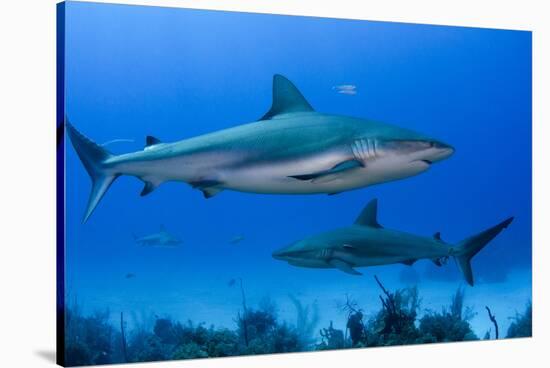 Caribbean Reef Shark, Jardines De La Reina National Park, Cuba-Pete Oxford-Stretched Canvas