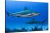 Caribbean Reef Shark, Jardines De La Reina National Park, Cuba-Pete Oxford-Stretched Canvas