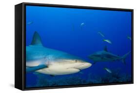 Caribbean Reef Shark, Jardines De La Reina National Park, Cuba-Pete Oxford-Framed Stretched Canvas
