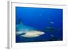 Caribbean Reef Shark, Jardines De La Reina National Park, Cuba-Pete Oxford-Framed Photographic Print