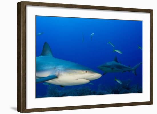 Caribbean Reef Shark, Jardines De La Reina National Park, Cuba-Pete Oxford-Framed Photographic Print