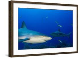 Caribbean Reef Shark, Jardines De La Reina National Park, Cuba-Pete Oxford-Framed Photographic Print