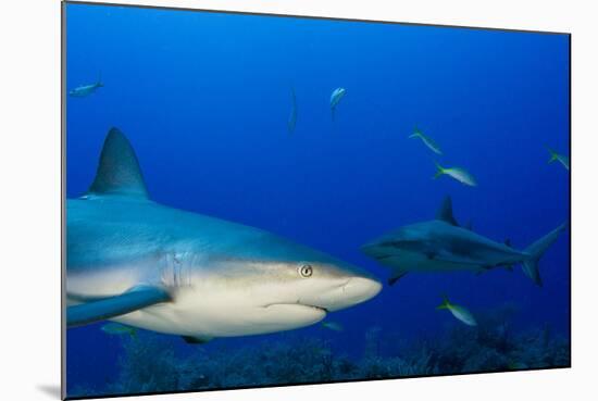 Caribbean Reef Shark, Jardines De La Reina National Park, Cuba-Pete Oxford-Mounted Photographic Print