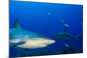Caribbean Reef Shark, Jardines De La Reina National Park, Cuba-Pete Oxford-Mounted Photographic Print