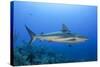 Caribbean Reef Shark, Jardines De La Reina National Park, Cuba-Pete Oxford-Stretched Canvas