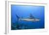 Caribbean Reef Shark, Jardines De La Reina National Park, Cuba-Pete Oxford-Framed Photographic Print