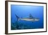 Caribbean Reef Shark, Jardines De La Reina National Park, Cuba-Pete Oxford-Framed Photographic Print