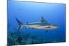 Caribbean Reef Shark, Jardines De La Reina National Park, Cuba-Pete Oxford-Mounted Photographic Print