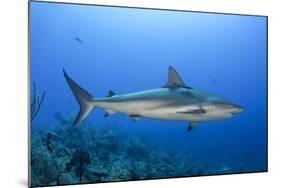 Caribbean Reef Shark, Jardines De La Reina National Park, Cuba-Pete Oxford-Mounted Photographic Print