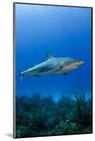 Caribbean Reef Shark, Jardines De La Reina National Park, Cuba-Pete Oxford-Mounted Photographic Print