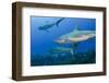 Caribbean Reef Shark, Jardines De La Reina National Park, Cuba-Pete Oxford-Framed Photographic Print