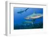 Caribbean Reef Shark, Jardines De La Reina National Park, Cuba-Pete Oxford-Framed Photographic Print