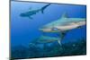Caribbean Reef Shark, Jardines De La Reina National Park, Cuba-Pete Oxford-Mounted Photographic Print