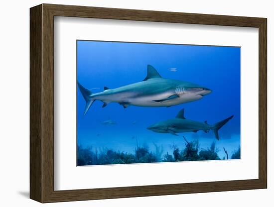 Caribbean Reef Shark, Jardines De La Reina National Park, Cuba-Pete Oxford-Framed Photographic Print