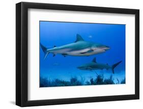 Caribbean Reef Shark, Jardines De La Reina National Park, Cuba-Pete Oxford-Framed Photographic Print