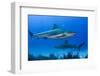 Caribbean Reef Shark, Jardines De La Reina National Park, Cuba-Pete Oxford-Framed Photographic Print