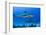 Caribbean Reef Shark, Jardines De La Reina National Park, Cuba-Pete Oxford-Framed Photographic Print