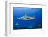 Caribbean Reef Shark, Jardines De La Reina National Park, Cuba-Pete Oxford-Framed Photographic Print