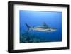 Caribbean Reef Shark, Jardines De La Reina National Park, Cuba-Pete Oxford-Framed Photographic Print