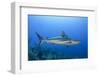 Caribbean Reef Shark, Jardines De La Reina National Park, Cuba-Pete Oxford-Framed Photographic Print